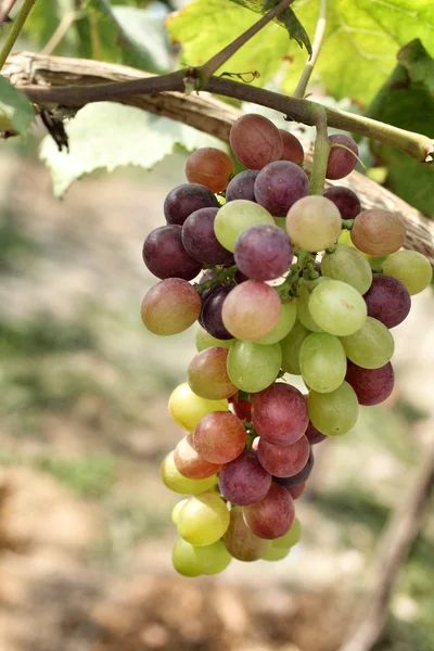 Виноград с зелеными листьями — стоковое фото