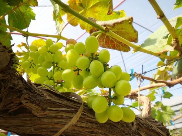 Виноград с зелеными листьями — стоковое фото