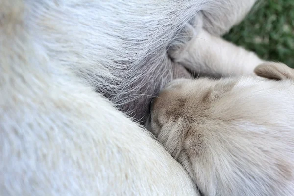 Labrador valpar diande — Stockfoto
