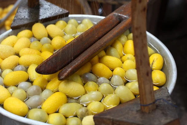 Bicho-da-seda de casulo amarelo — Fotografia de Stock