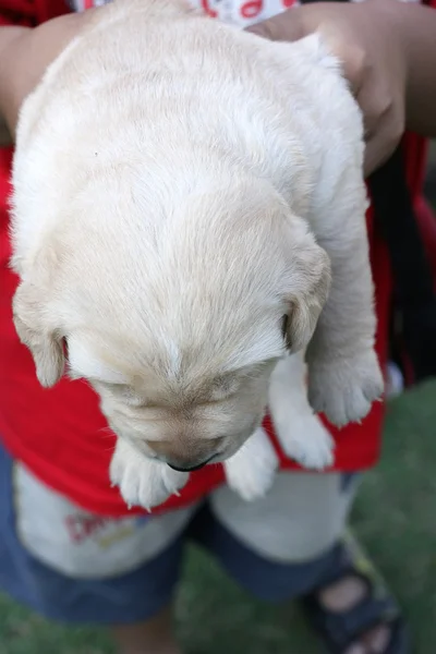 Cachorros labrador — Fotografia de Stock