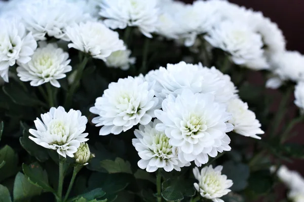 White chrysanthemum — Stock Photo, Image