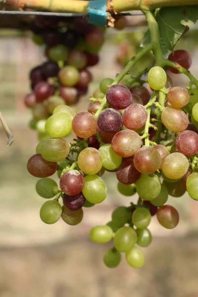 Trauben mit grünen Blättern — Stockfoto