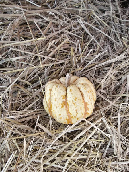 Skörden pumpor — Stockfoto