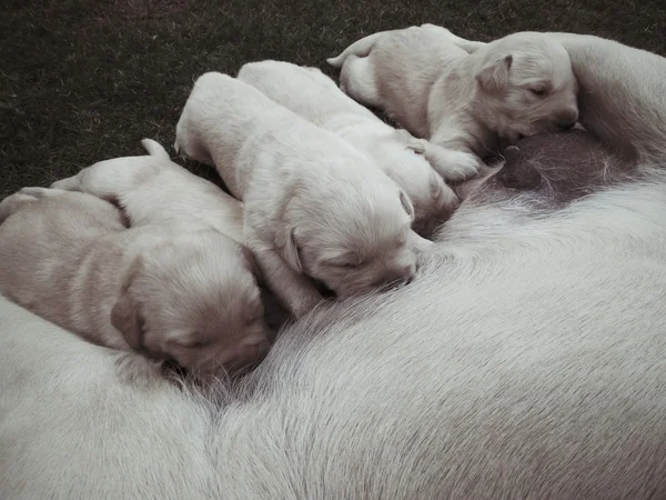 Labrador cachorros amamantando —  Fotos de Stock
