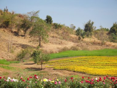 Rose ve kadife çiçeği çiçek