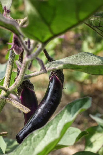 Purple eggplant and flower — Stock Photo, Image