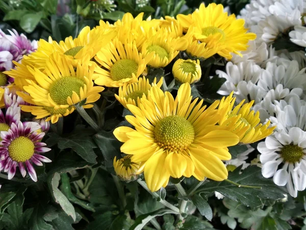 Gerbera flowers — Stock Photo, Image