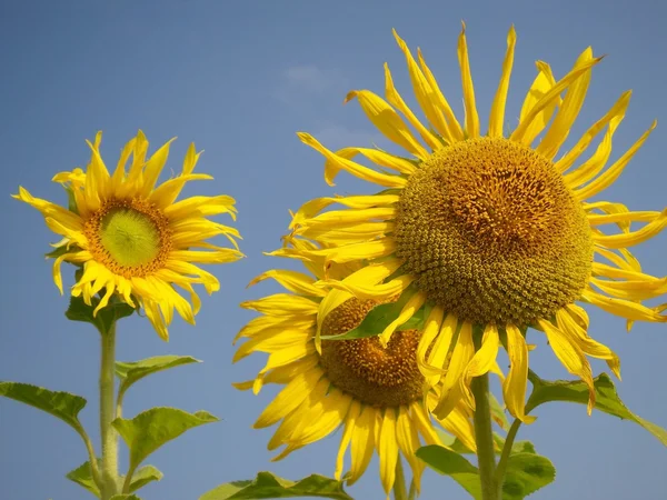 Sunflowers in summer — Stock Photo, Image