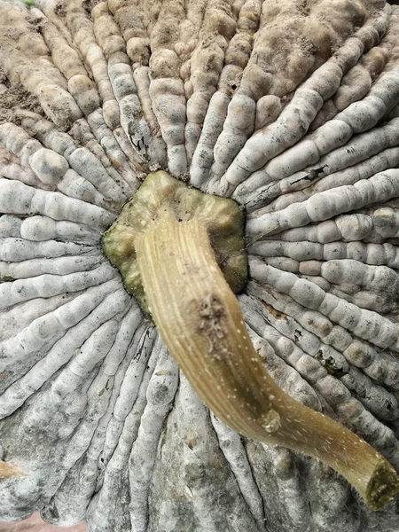 Citrouille verte fraîche — Photo