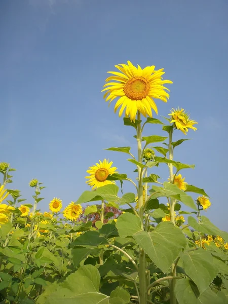 夏のヒマワリ — ストック写真