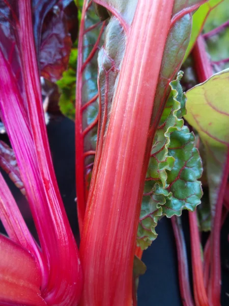 Swiss chard — Stock Photo, Image