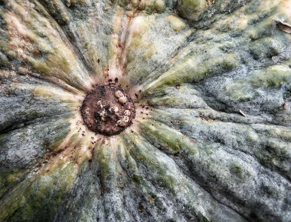 Taze yeşil kabak — Stok fotoğraf