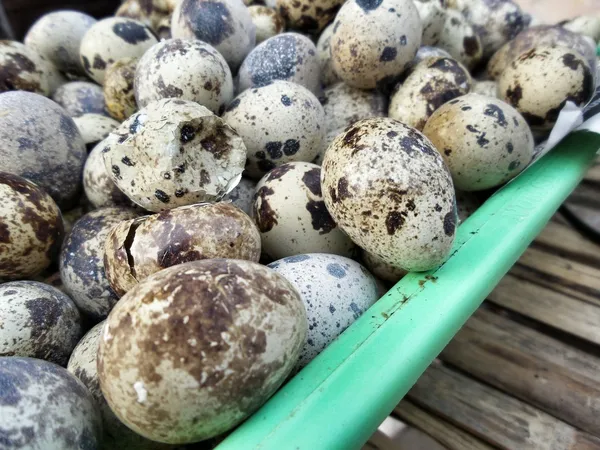 Quail eggs — Stock Photo, Image