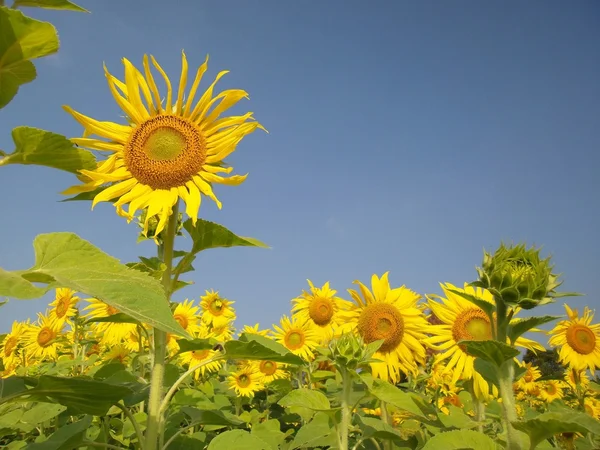 Sunflowers in summer Royalty Free Stock Photos