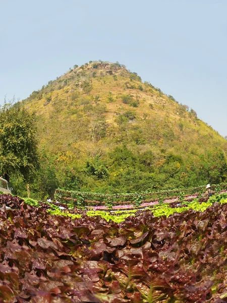 붉은 산호 야채 — 스톡 사진