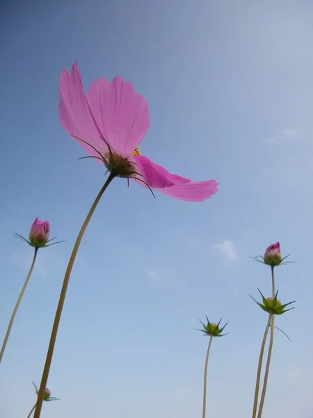 Cosmos rosa Flor — Foto de Stock