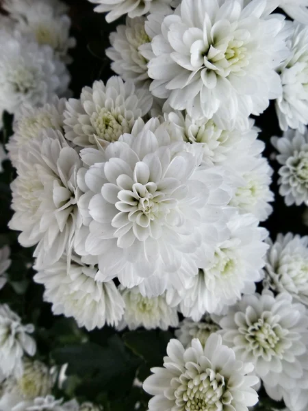 Bílé chrysanthemum — Stock fotografie