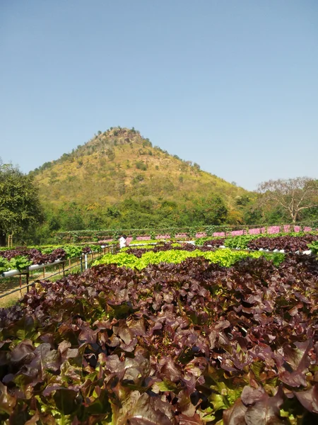 붉은 산호 야채 — 스톡 사진