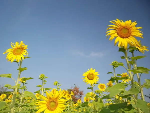 Tournesols en été — Photo