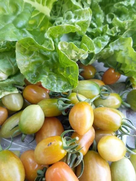 Frische Tomaten — Stockfoto