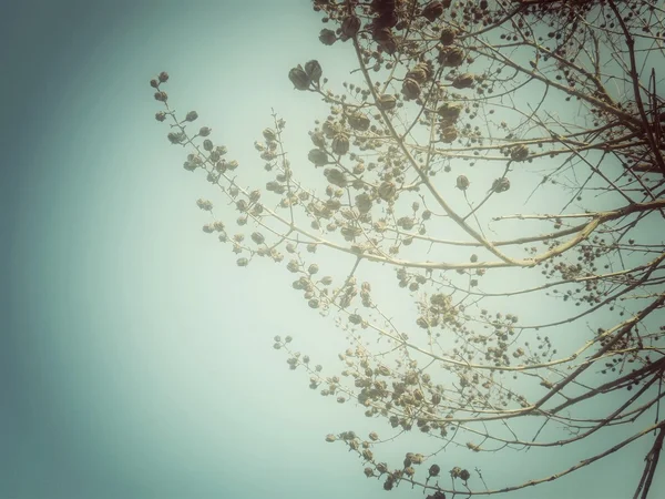 Albero di primavera — Foto Stock