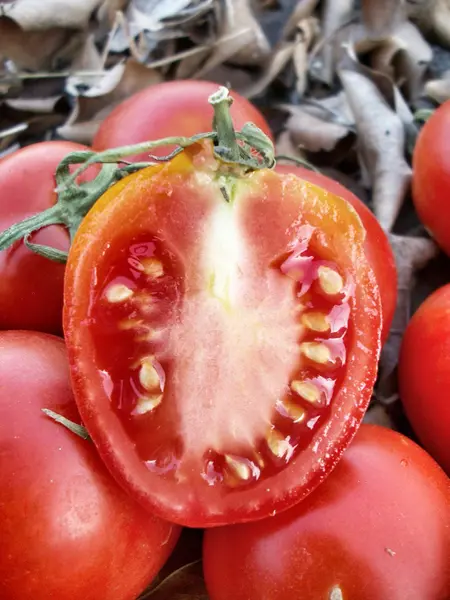 Pomodori freschi — Foto Stock