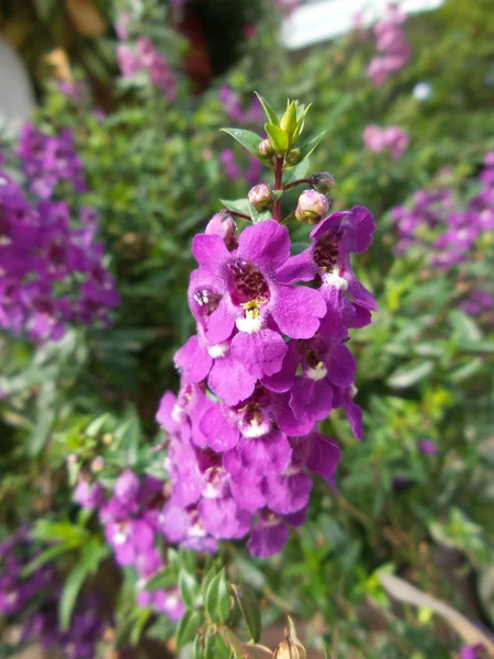 Fiori di salvia viola — Foto Stock