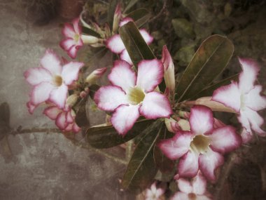 Impala lily adenium