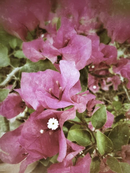 Kwiatów bugenwilli — Zdjęcie stockowe