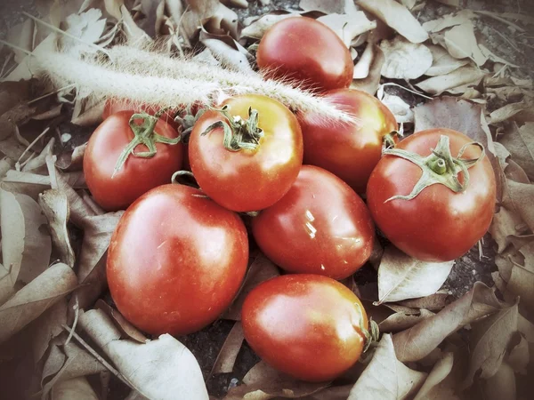 Fresh tomatoes — Stock Photo, Image