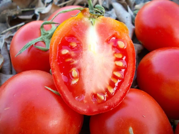 Verse tomaten — Stockfoto