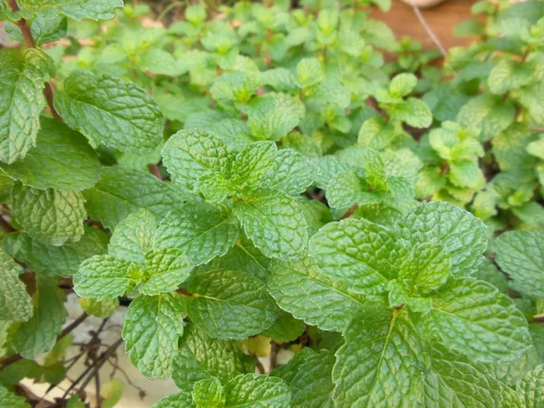 Hojas de menta de pimienta — Foto de Stock