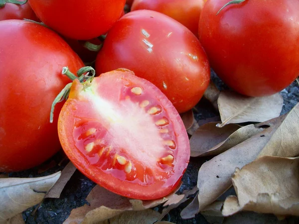 Pomodori freschi — Foto Stock