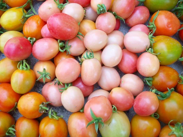 Frische Tomaten — Stockfoto