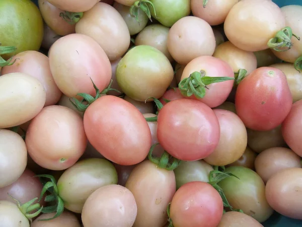 Tomates frescos — Foto de Stock