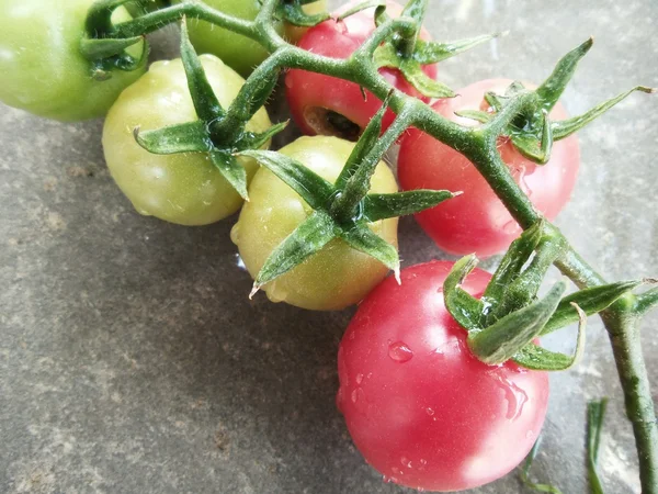 Frische Tomaten — Stockfoto