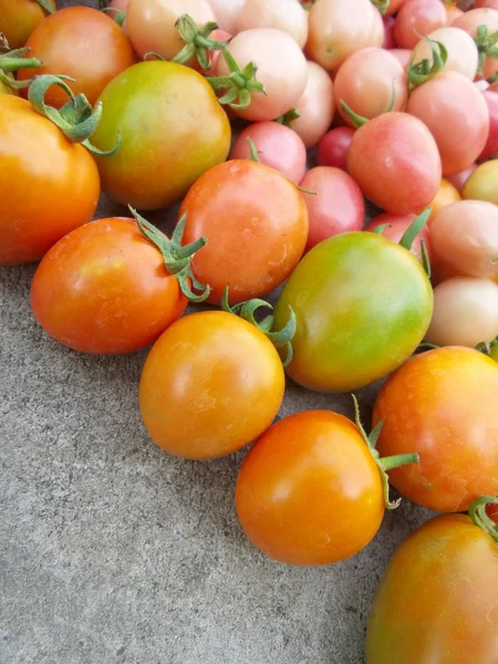 新鮮なトマト — ストック写真