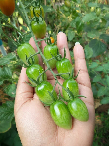 Frische Tomaten — Stockfoto