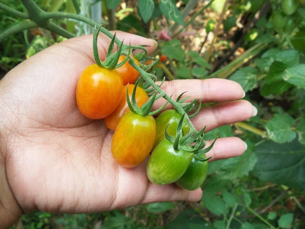 Frische Tomaten — Stockfoto