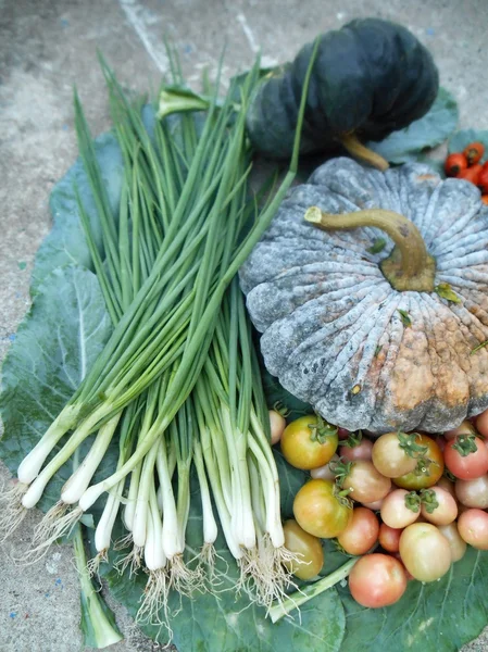 Fresh vegetables — Stock Photo, Image