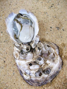 taze istiridye yakın çekim