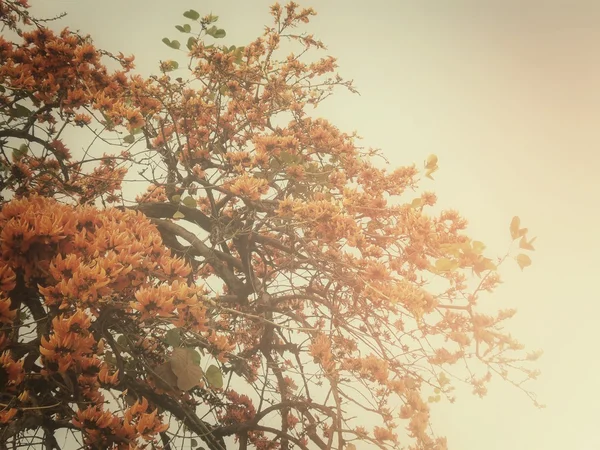 Bastard teak flowers — Stock Photo, Image