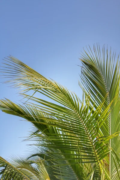 Kokosnoot boom — Stockfoto