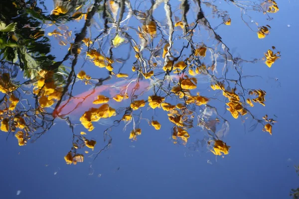 Karpfen im Teich — Stockfoto