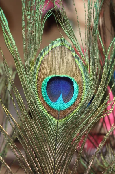 Peacock feather — Stock Photo, Image