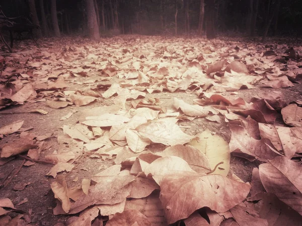 Beleza de floresta de outono — Fotografia de Stock