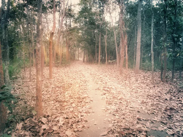 秋の森の美しさ — ストック写真
