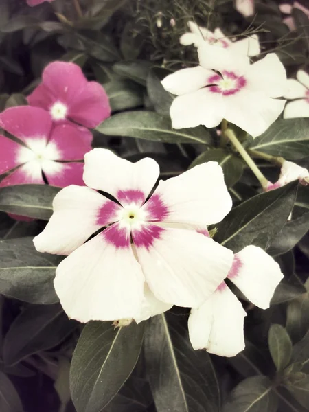 Petunior blomma — Stockfoto