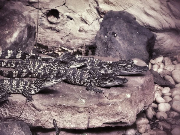 Little baby crocodile — Stock Photo, Image